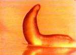 Grex rampant